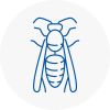 Southend On Sea Wasp Nest Removal